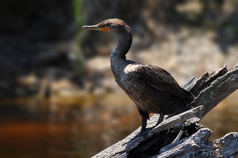 Double-crested Cormorant (Phalacrocorax auritus) 