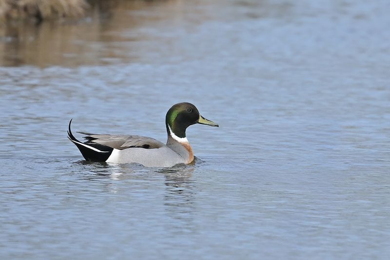 Pintail Mallard