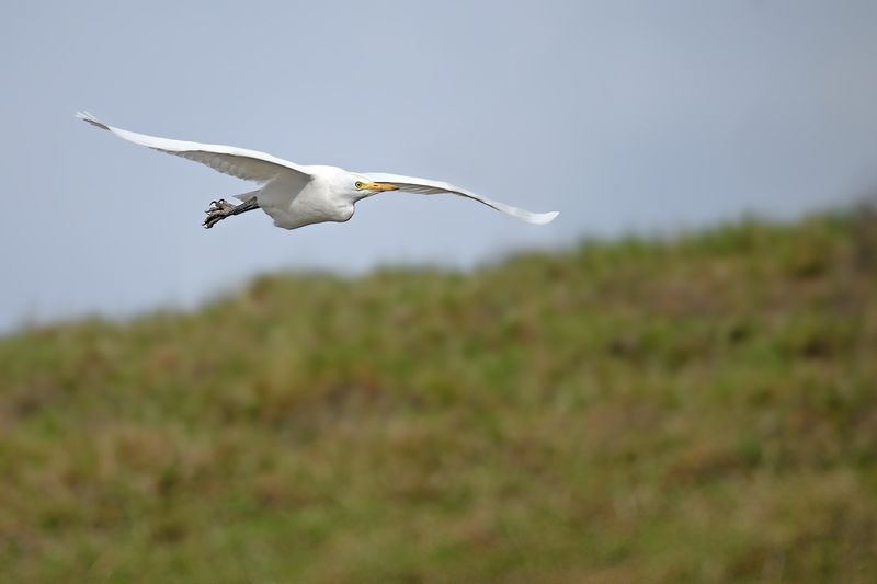 Cattle Egret (Ardea ibis)