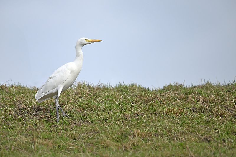 Cattle Egret (Ardea ibis)