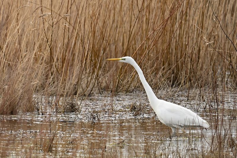 Great Egret (Ardea alba)