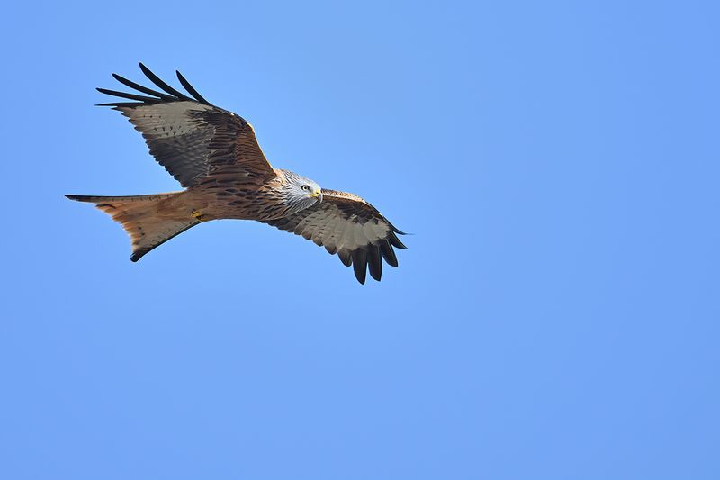 Red Kite (Milvus milvus) 