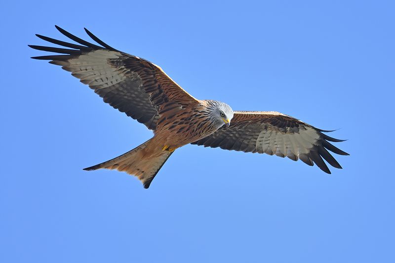 Red Kite (Milvus milvus) 