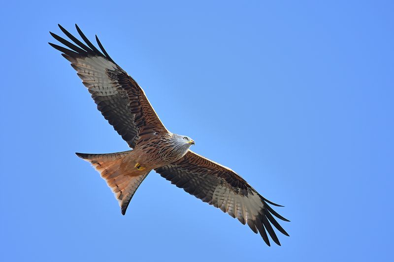 Red Kite (Milvus milvus) 