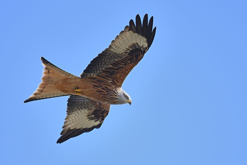 Red Kite (Milvus milvus) 