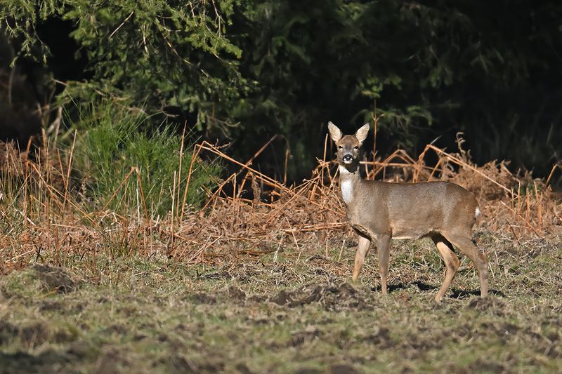 European roe deer (Capreolus capreolus)