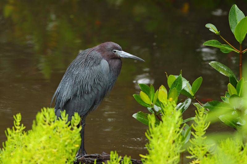 Gallery Nearctic Herons