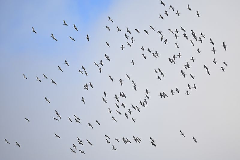 Eurasian Crane (Grus grus)