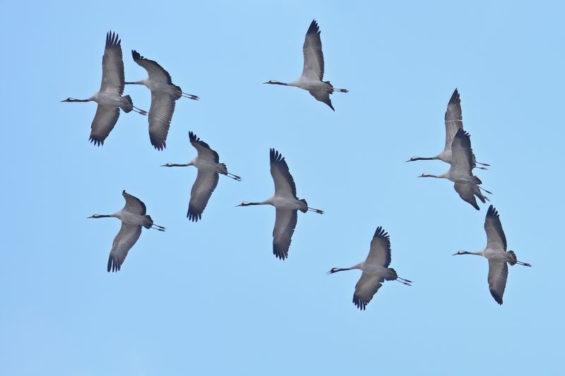 Gallery Eurasian Crane
