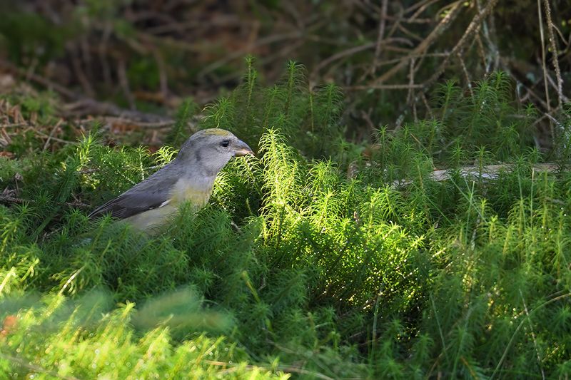 Common Crossbill - (Loxia curvirostra) 