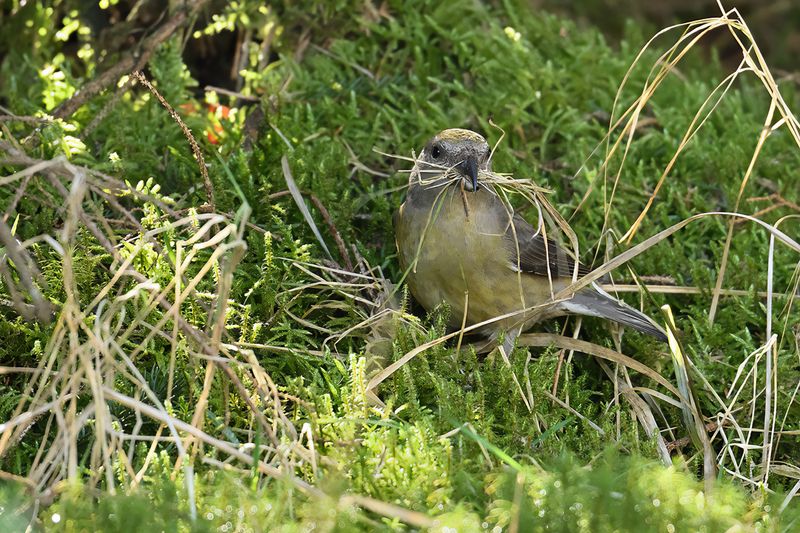 Common Crossbill - (Loxia curvirostra) 
