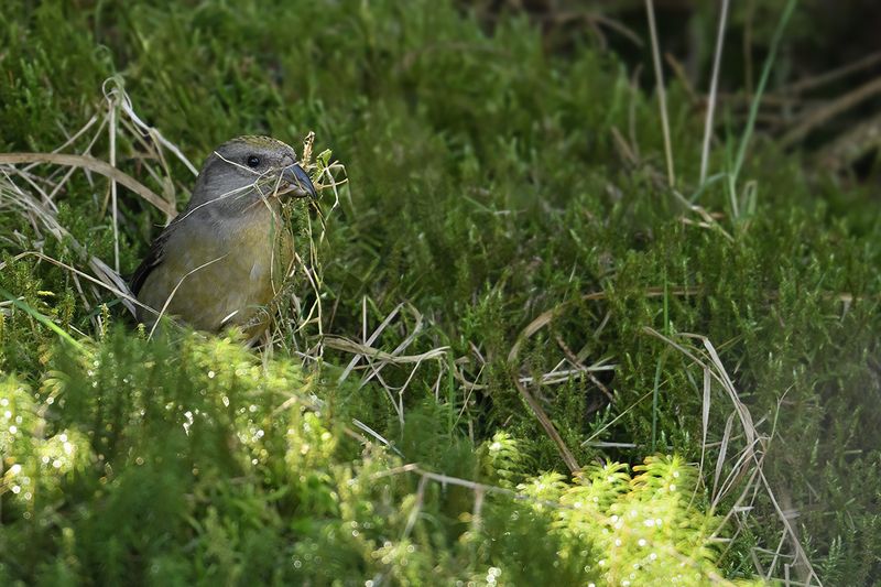 Common Crossbill - (Loxia curvirostra) 