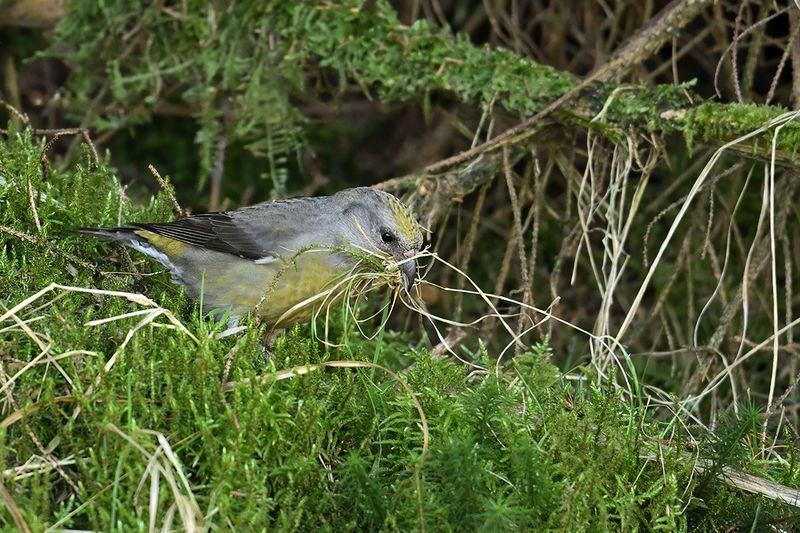 Common Crossbill - (Loxia curvirostra) 