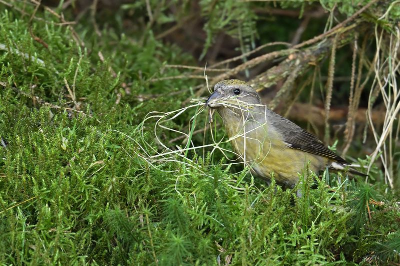 Common Crossbill - (Loxia curvirostra) 