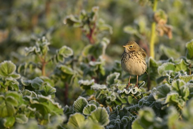 Meadow Pipit (Anthus pratensis)