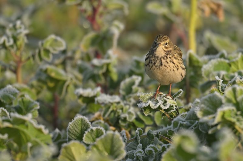 Meadow Pipit (Anthus pratensis)
