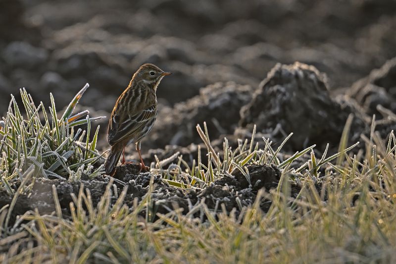 Meadow Pipit (Anthus pratensis)