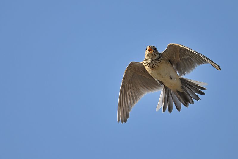 Eurasian Skylark (Alauda arvensis)