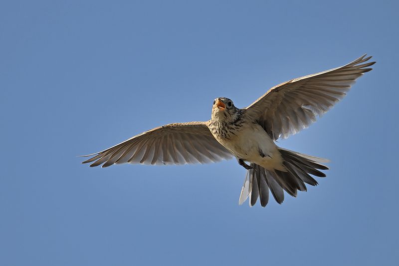 Eurasian Skylark (Alauda arvensis)