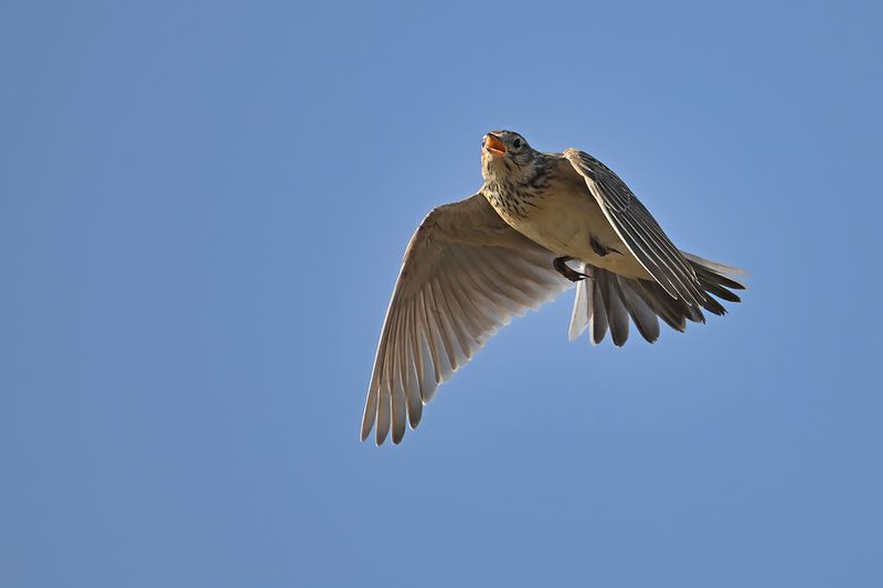 Eurasian Skylark (Alauda arvensis)