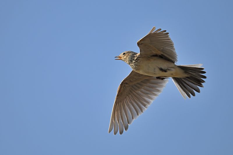 Eurasian Skylark (Alauda arvensis)