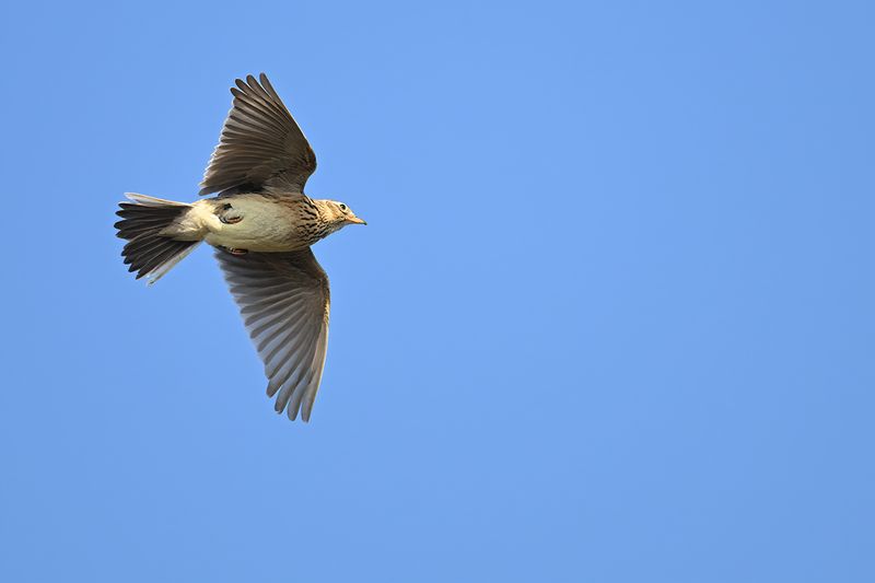 Eurasian Skylark (Alauda arvensis)