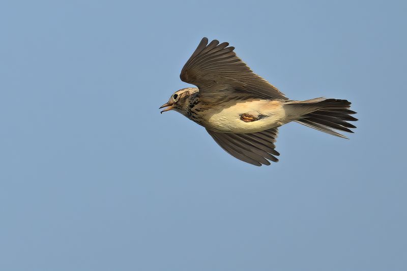 Eurasian Skylark (Alauda arvensis)