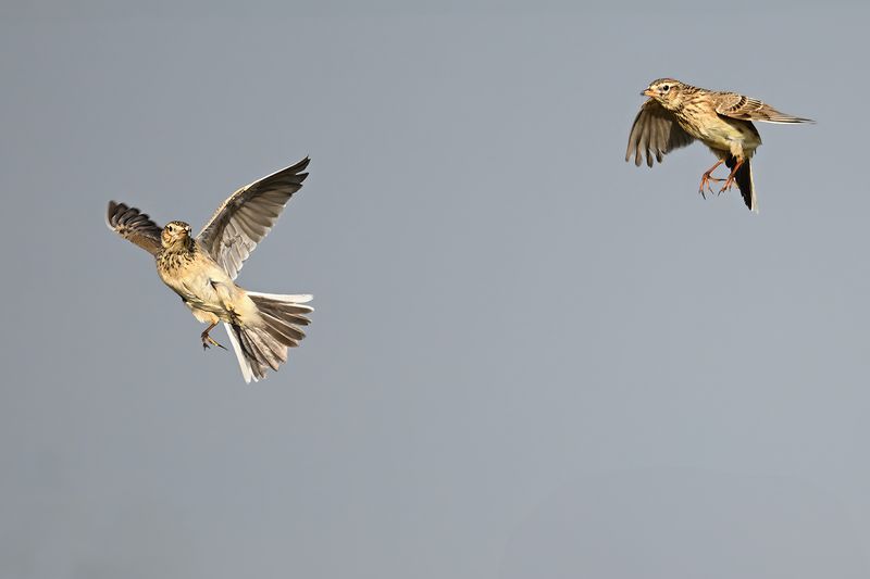 Eurasian Skylark (Alauda arvensis)
