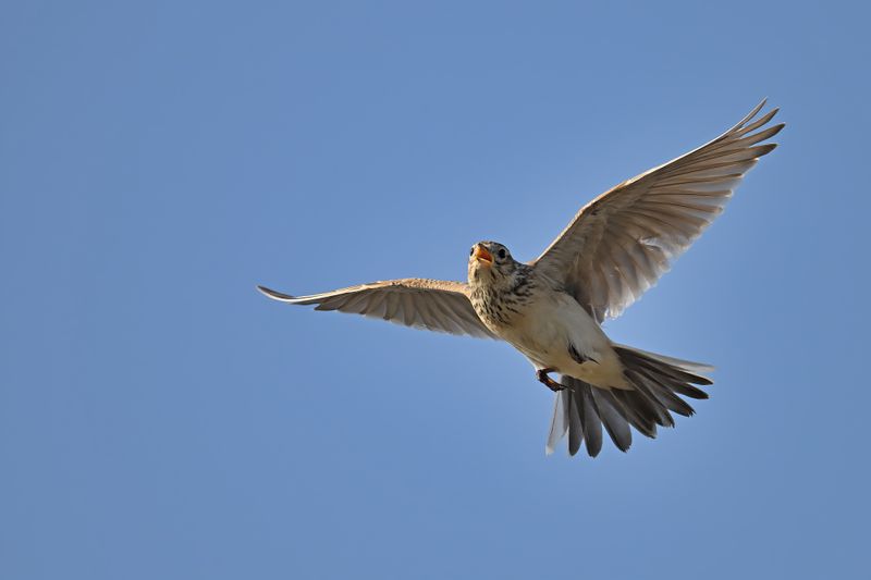 Gallery Skylark