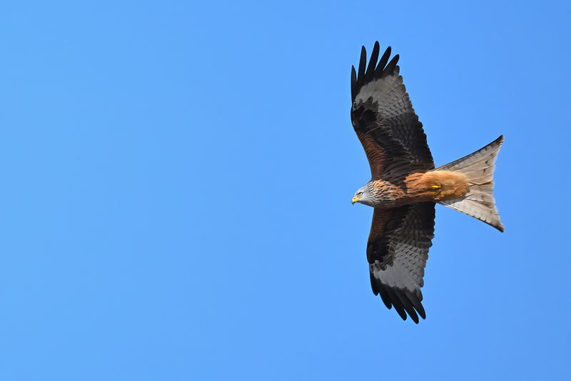 Red Kite (Milvus milvus) 