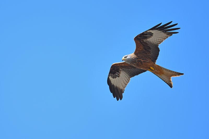 Red Kite (Milvus milvus) 