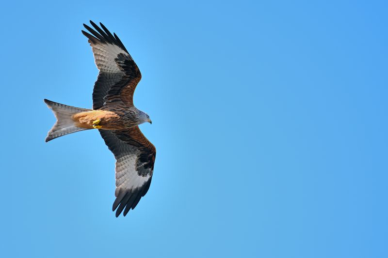 Red Kite (Milvus milvus) 