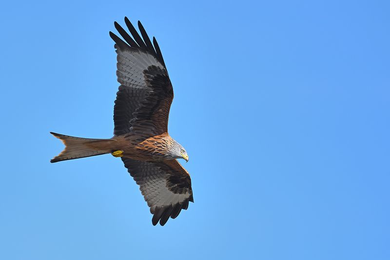 Red Kite (Milvus milvus) 