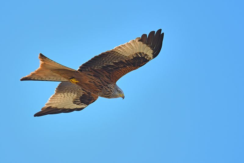 Red Kite (Milvus milvus) 