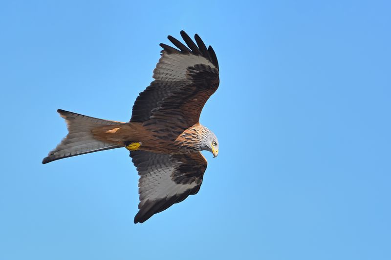 Red Kite (Milvus milvus) 