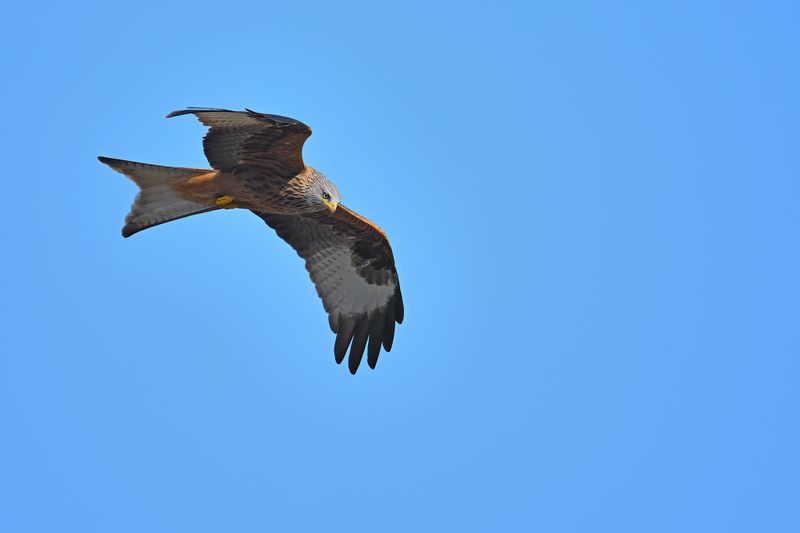 Gallery Red Kite