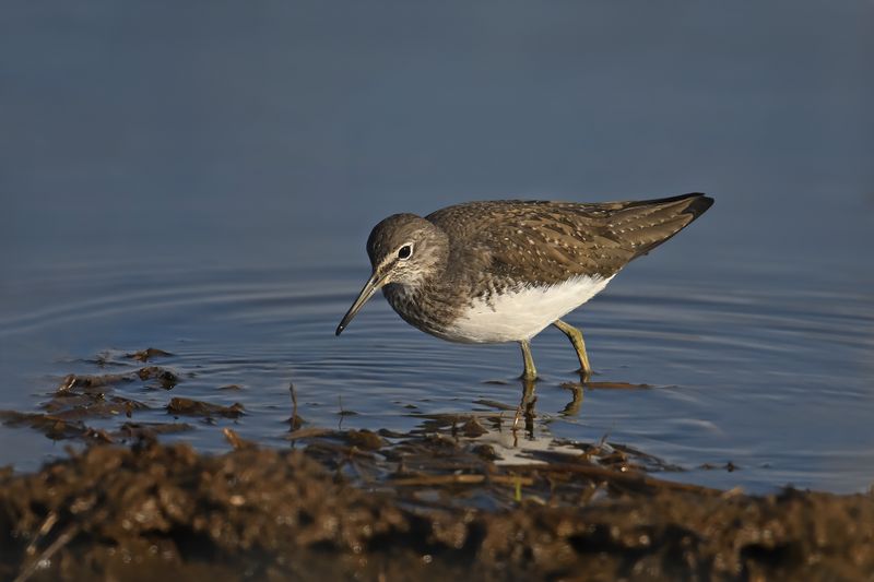 Green Sandpiper (Tringa ochropus)