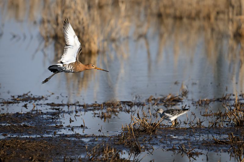 Black-tailed Godwit (Limosa limosa)
