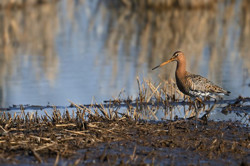 Black-tailed Godwit (Limosa limosa)