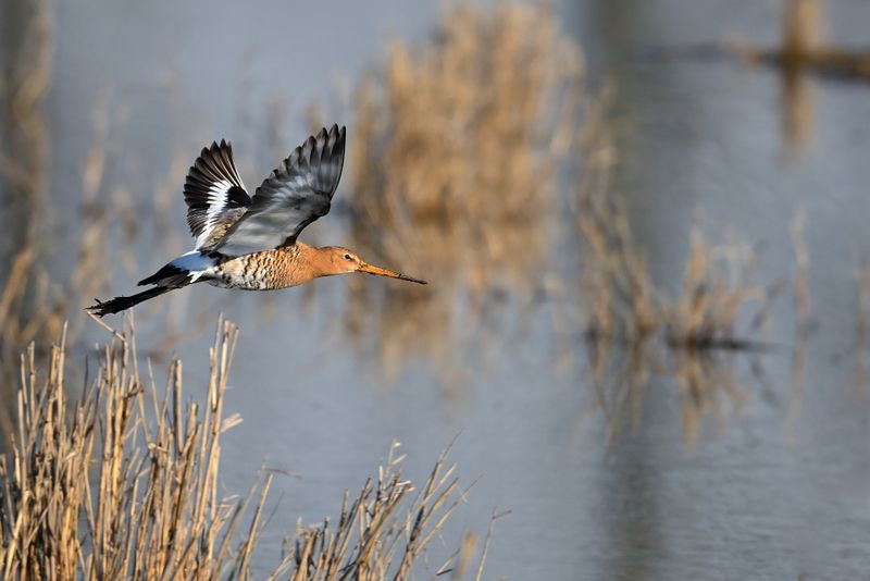 Black-tailed Godwit (Limosa limosa)