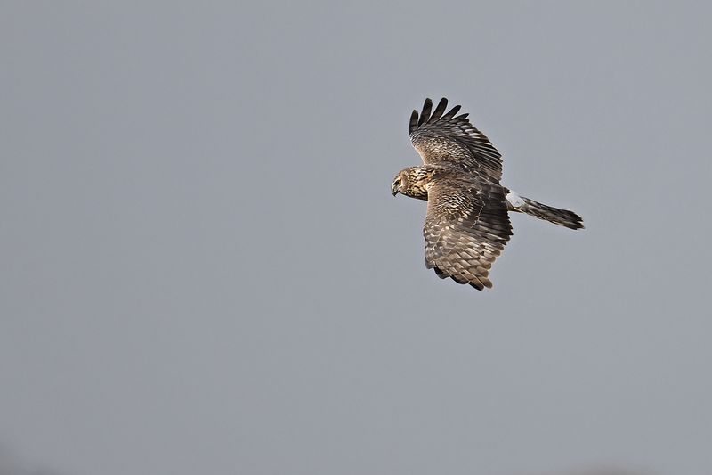 Hen Harrier (Circus cyaneus)