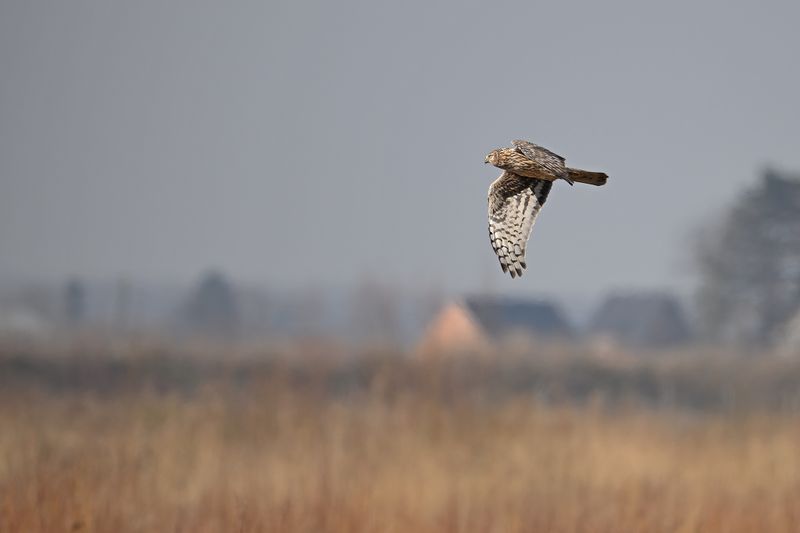 Hen Harrier (Circus cyaneus)