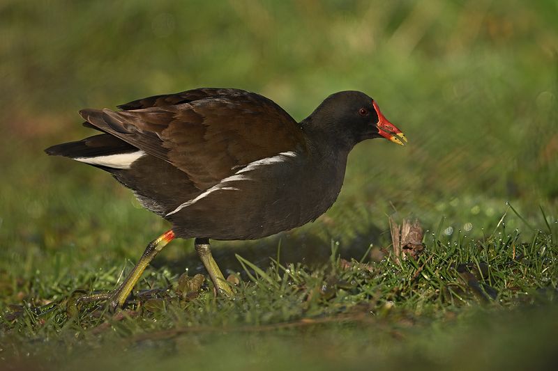 Common Moorhen (Gallinula chloropus) 