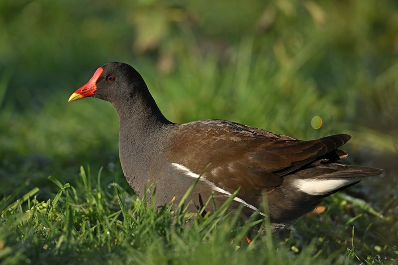 Common Moorhen (Gallinula chloropus) 