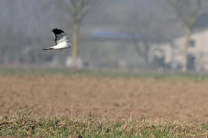 Hen Harrier (Circus cyaneus)