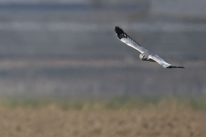Hen Harrier (Circus cyaneus)