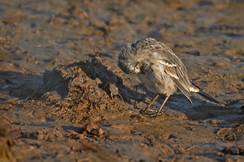 Water Pipit (Anthus spinoletta) 