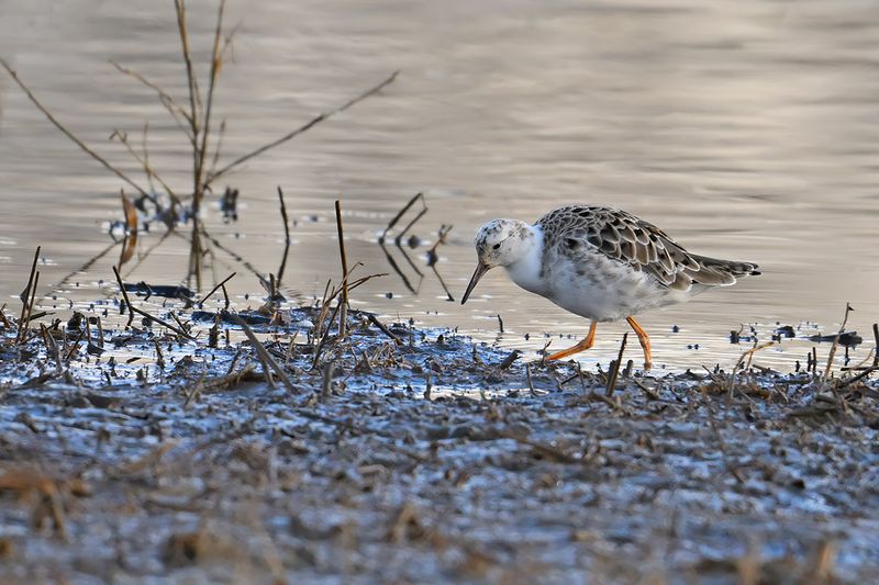 Ruff (Philomachus pugnax)