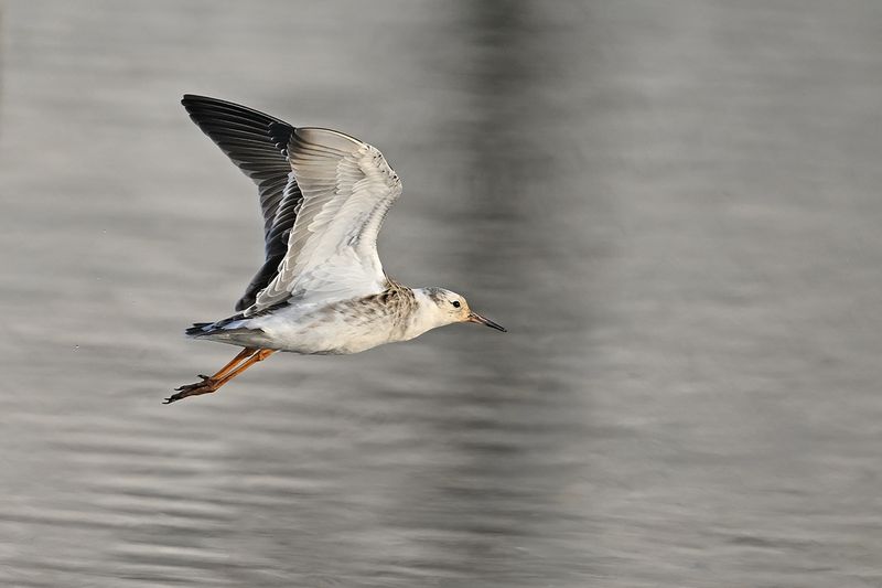 Ruff (Philomachus pugnax)