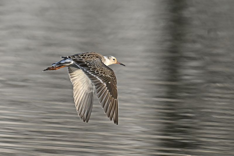 Ruff (Philomachus pugnax)